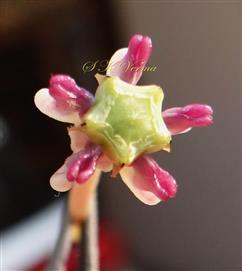  Pistil and Corona